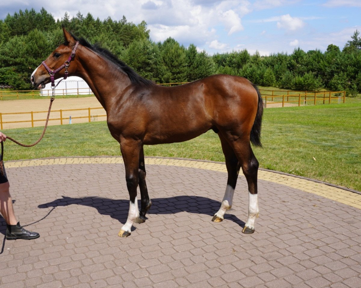 stallion Chico Fly (Holsteiner, 2021, from Chacfly PS)
