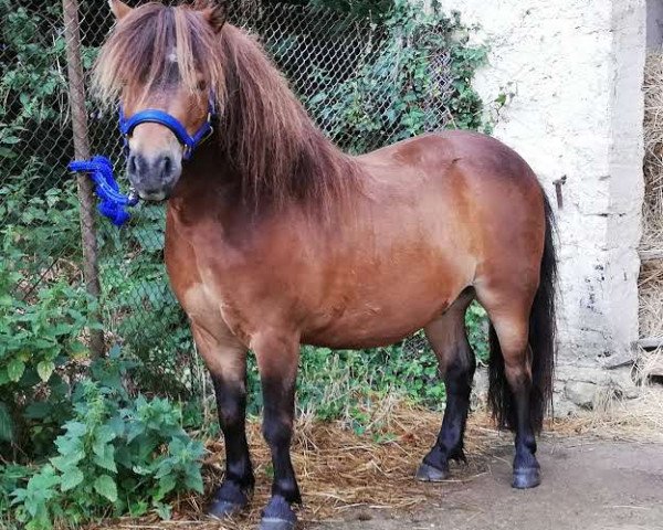 horse Pascha (Shetland Pony, 2012, from Falk of Baltic Sea)