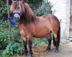 horse Pascha (Shetland Pony, 2012, from Falk of Baltic Sea)