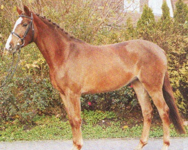 horse Caro Dame S (German Warmblood, 2001, from Cap-Calando)