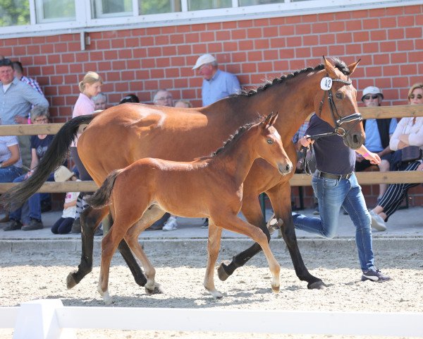 Dressurpferd Hengst von Baccardi's Best / Fabriano (Westfale, 2021, von Baccardi’s Best)