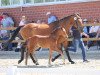 dressage horse Hengst von Baccardi's Best / Fabriano (Westphalian, 2021, from Baccardi’s Best)