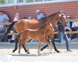 dressage horse Hengst von Baccardi's Best / Fabriano (Westphalian, 2021, from Baccardi’s Best)