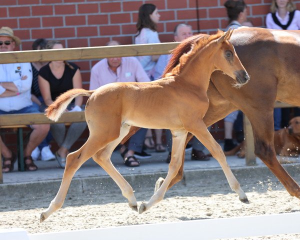 dressage horse Vivania (Westphalian, 2021, from Vivat Rex)