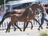 jumper Cupid LH (Oldenburg show jumper, 2021, from Cristallo I)