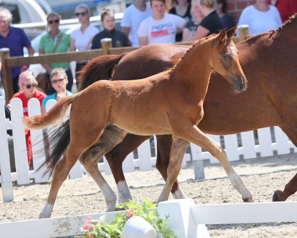 dressage horse Hengst von Fürst Samarant / Donnerhall (Westphalian, 2021, from Fürst Samarant)