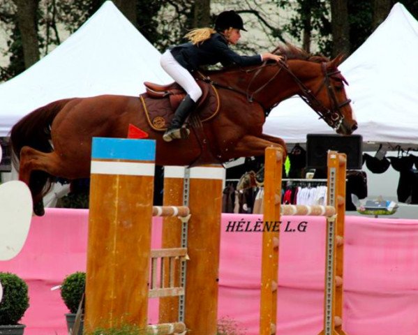 jumper Roseau du Marais (Selle Français, 2005, from Esterel des Bois)