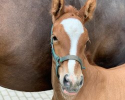 dressage horse Selectric's Dame W (Westphalian, 2020, from Selectric)