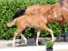 dressage horse Bacary vom Heithof (Westphalian, 2021, from Baccardi’s Best)