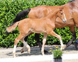 dressage horse Bacary vom Heithof (Westphalian, 2021, from Baccardi’s Best)