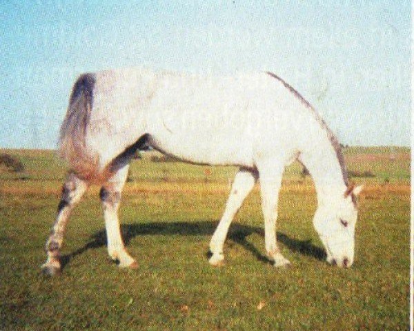 Pferd Pegasus flyer (Sachse, 1997, von Pesus xx)