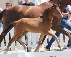 dressage horse Stute von Fusionist / Desperados (Westphalian, 2021, from Fusionist)