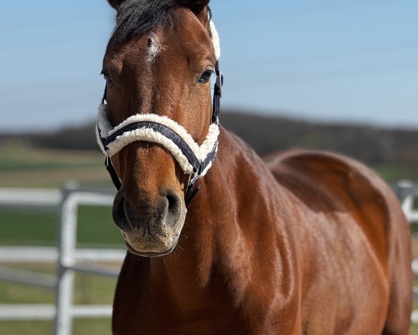 jumper Diva Tiara (Westphalian, 2020, from Dembelé L)