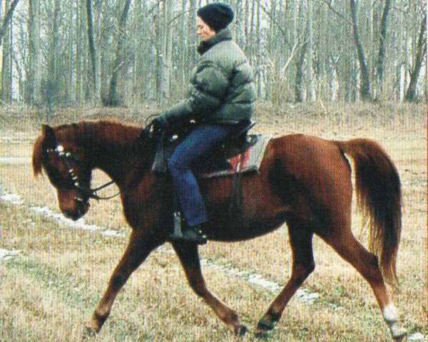 horse Dzari (German Riding Pony, 2000, from Shaitan ox)
