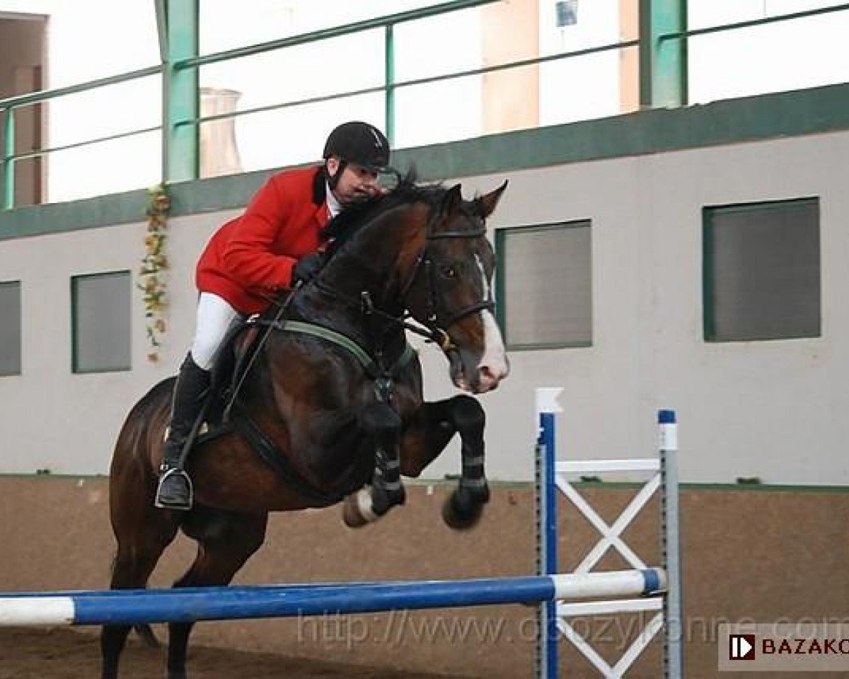 stallion Trawers (Polish Warmblood, 1994, from Grand As)