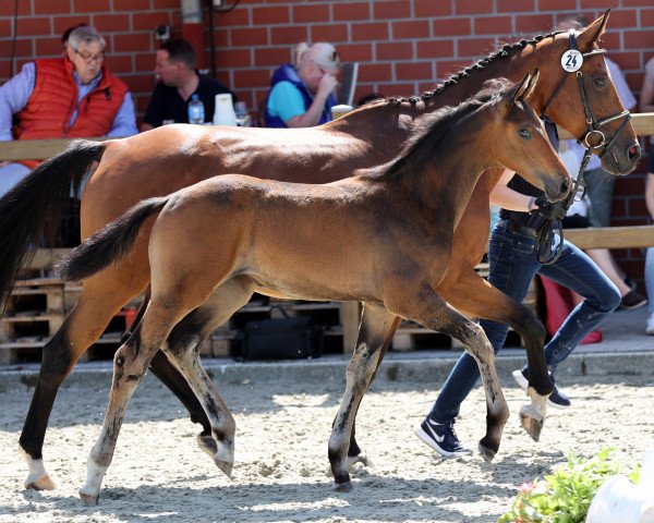 dressage horse Bonny (Westphalian, 2021, from Baccardi’s Best)