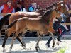 dressage horse Bonny (Westphalian, 2021, from Baccardi’s Best)