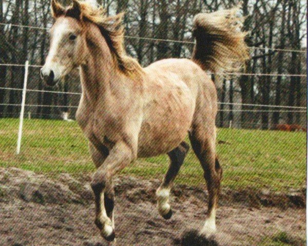 dressage horse Azrael (Hanoverian, 2011, from Avagon)