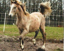 dressage horse Azrael (Hanoverian, 2011, from Avagon)