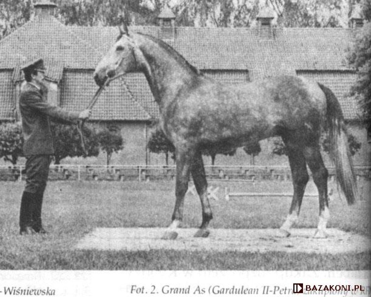 stallion Grand As (Hanoverian, 1987, from Gardeulan II)