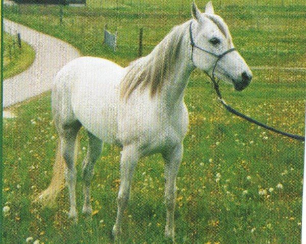 Pferd Masira Bint Zahra ox (Vollblutaraber, 1995, von Masran El Shaklan ox)