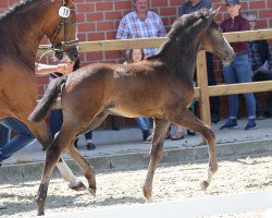 jumper Hengst von Highland White / Lacock (Westphalian, 2021, from Highland White)