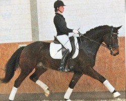 jumper Labur (German Sport Horse, 2008, from Lord Fantastic)