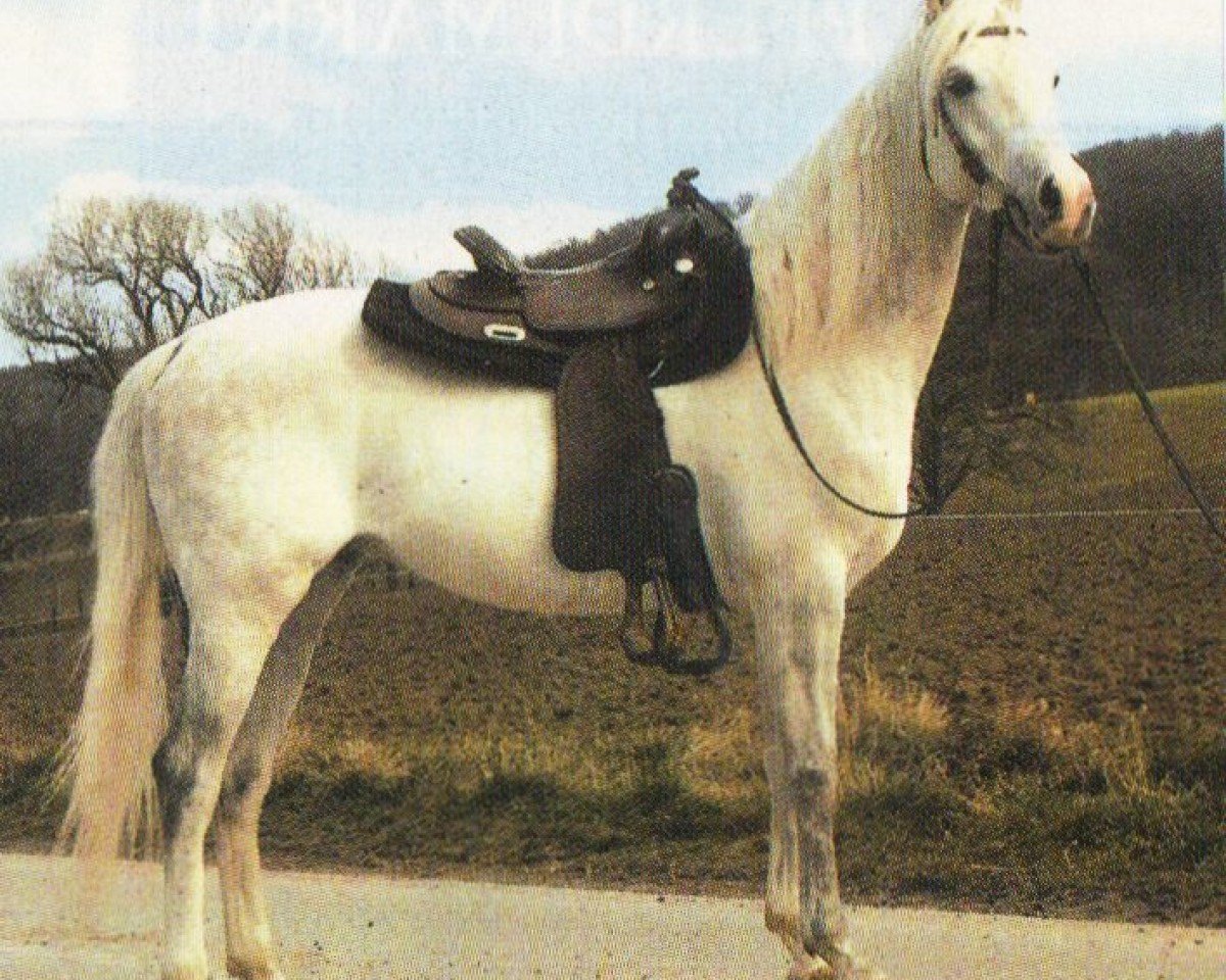 horse Frant (Arabian, 1998, from Pesal ox)