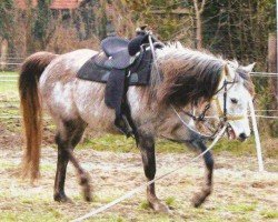horse Milad (Arabian, 2001, from Asra Sahabi EAO)