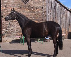 broodmare Kornblume B. (Trakehner, 2001, from Höhenflug)