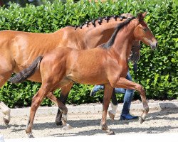 dressage horse Stute von Vivat Rex / Lissabon (Westphalian, 2021, from Vivat Rex)