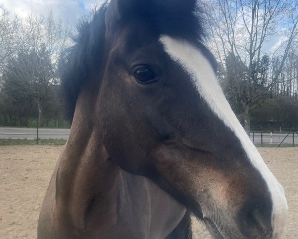 Dressurpferd Sulaatik's Louvre (New-Forest-Pony, 2013, von Little Boy du Vent)