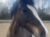 dressage horse Sulaatik's Louvre (New Forest Pony, 2013, from Little Boy du Vent)