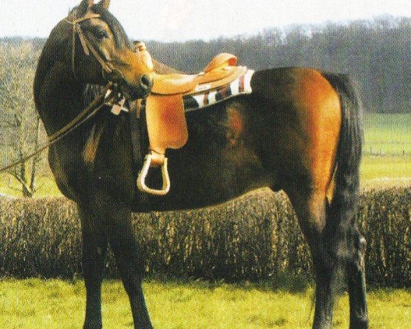 Pferd Nais (Araber, 1994, von Alegro ox)