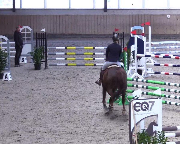 Reitturnier Niebüll 2025