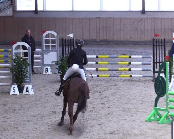 Reitturnier Niebüll 2025