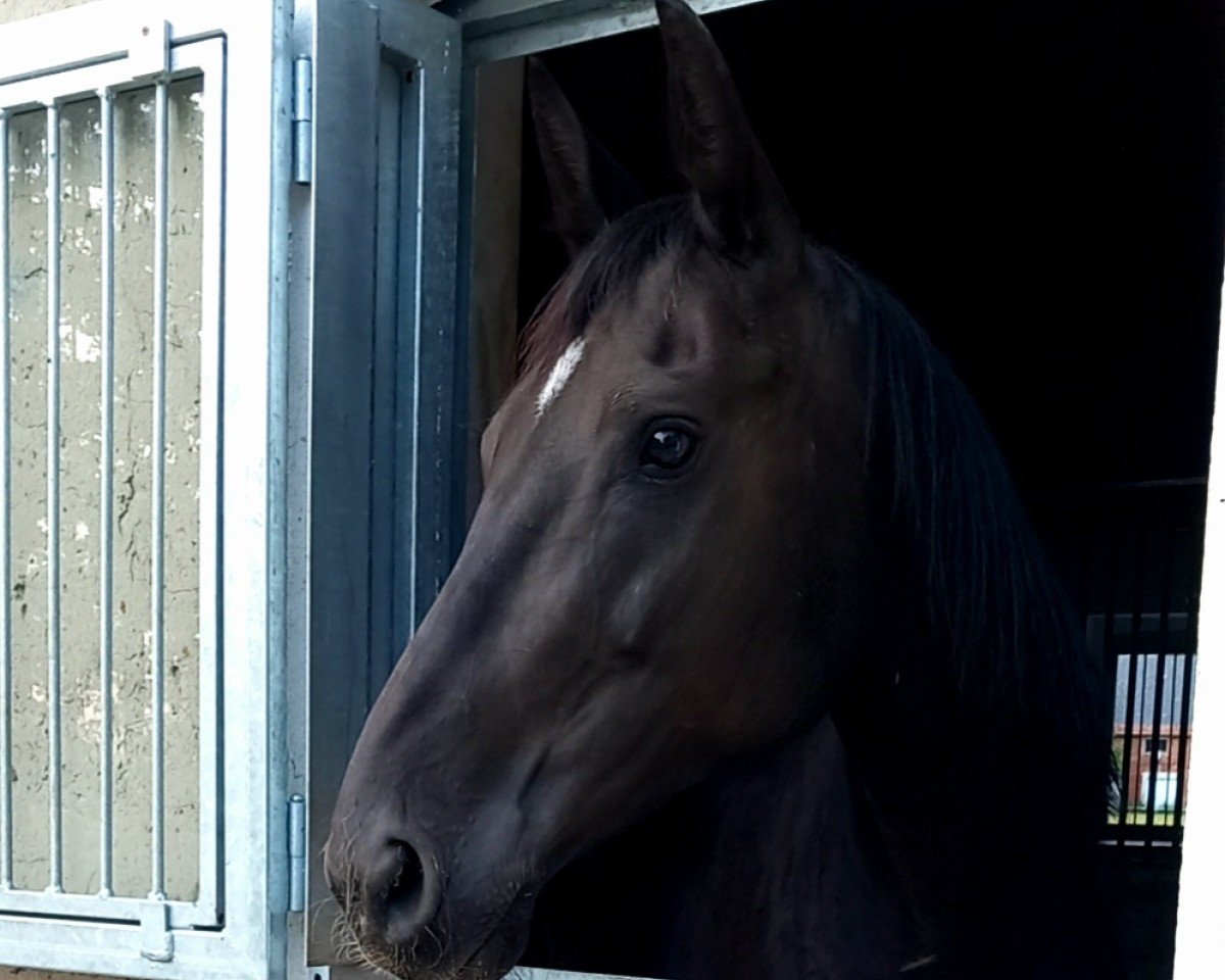 Dressurpferd Rubina Royal 20 (Mecklenburger, 2015, von Reiter-Traum)