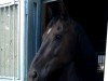 dressage horse Rubina Royal 20 (Mecklenburg, 2015, from Reiter-Traum)