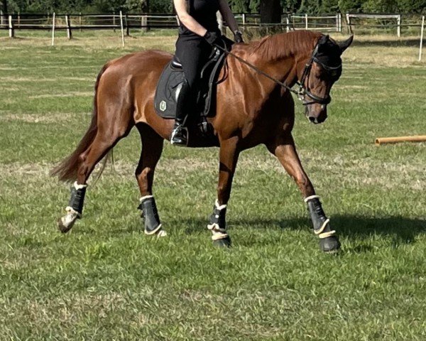 Zuchtstute Rising Sun 103 (Westfale, 2008, von Riccio)