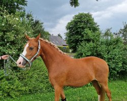 broodmare Diamond's Heaven (German Riding Pony, 2017, from Diamond Touch NRW)