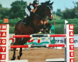 Springpferd Calvin (Slowakisches Warmblut, 2002, von Caletto III)