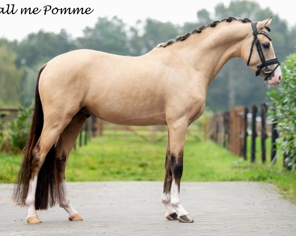 dressage horse Call me Pomme / Pippins Pomme Padour (Nederlands Welsh Ridepony, 2021, from Cassanova du Bois)