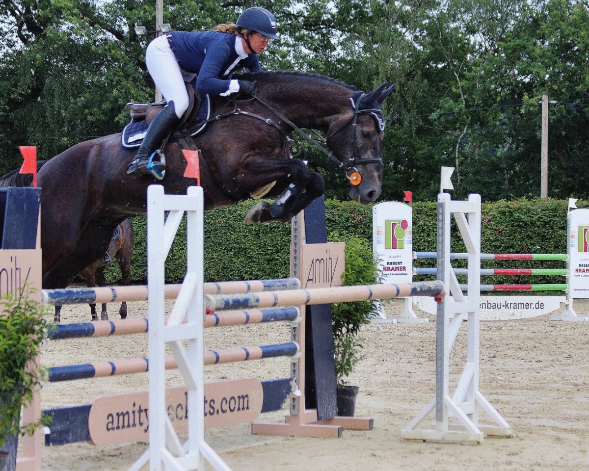 jumper César H (Westphalian, 2016, from Congress)