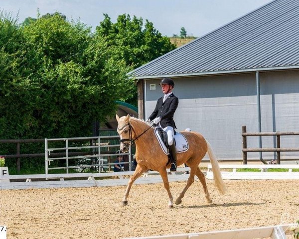 dressage horse Goldfever K (German Riding Pony, 2015, from Genesis B)