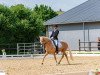 dressage horse Goldfever K (German Riding Pony, 2015, from Genesis B)