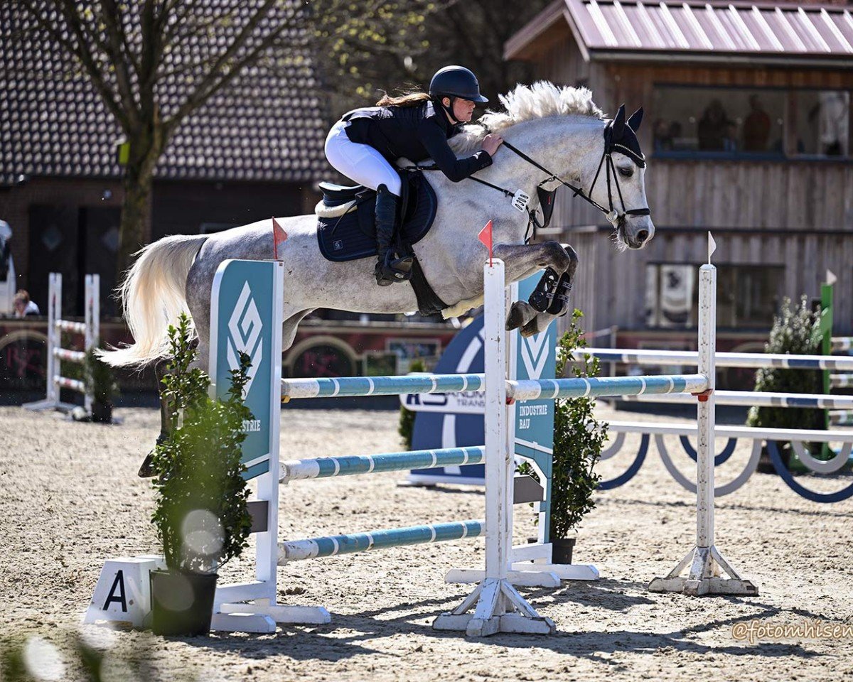 Springpferd Cornydo B. (Westfale, 2018, von Cornado NRW)