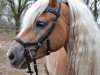 dressage horse Navario 2 (Haflinger, 2011, from Notre Beau)