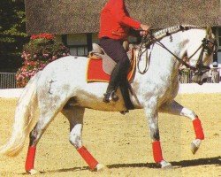 Pferd Gardenia (Pura Raza Espanola (PRE), 1999, von Bodeguero VI)