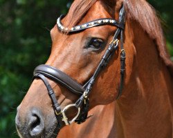 broodmare Dash of Class 2 (Hanoverian, 2011, from Destano)