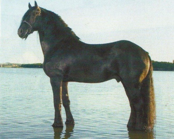 horse Onne ut'e Reiden (Friese, 1996, from Oltman 317)